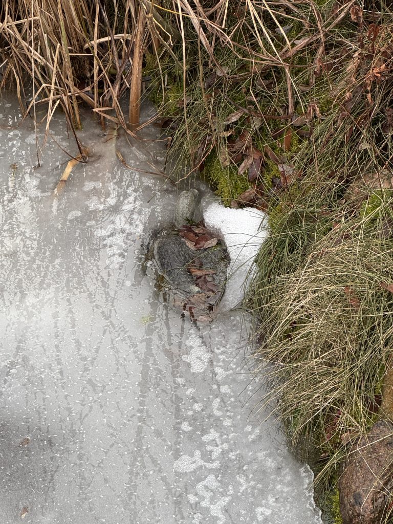 Frost, Tauwetter und wieder strenger Frost haben sogar unsere Ente einfrieren lassen.