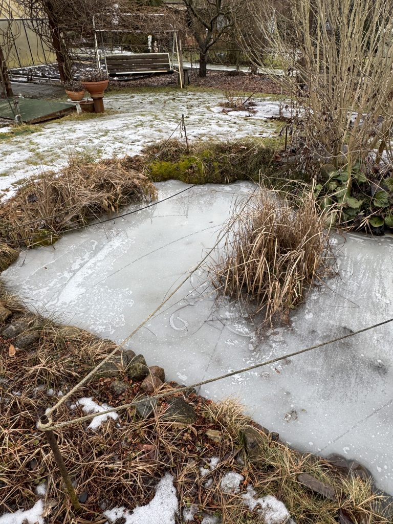 Mehr geht nicht: Der Teich ist bis zur Oberkannte mit gefrorenen Wasser gefüllt