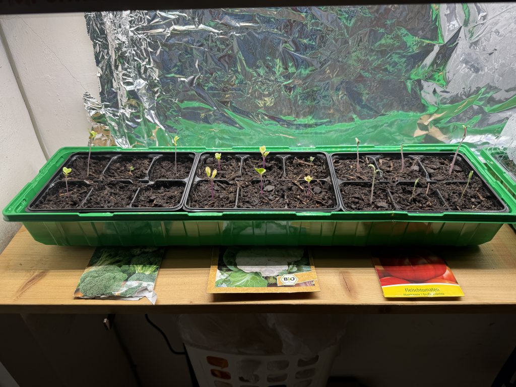 Nun zeigen sich auch die ersten Tomaten. (Foto vom 24.02.2026)
