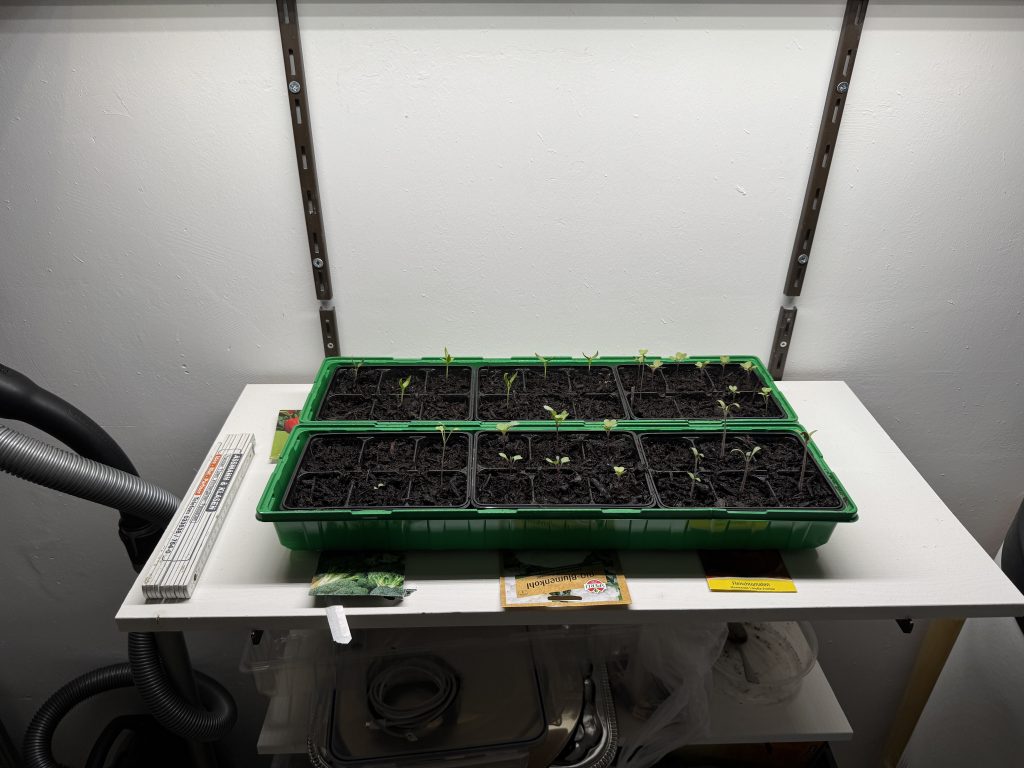 Neuer Platz für die Pflänzchen und bessere Bedingungen. Dieses Mal sieht es gar nicht so schlecht aus. (Foto vom 05.04.2026)